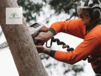Sunshine Coast Arborist Tree Service image 3